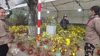 Hoa Đào hoa Mai Hồ Đền Lừ khoe sắc lắm rồi