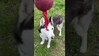 Щось не в настрої 😁 #husky #бесячийриелтор