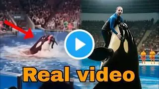 Viral Jessica Dolphin Attack &ndash; What Really Happened? (Full Story)