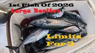 Fishing 1st Fish Of 2026/Large Bonito/Limits For 3 /Trolling All Day #fishing #catchandrelease