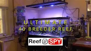 Ultimate 40 Breeder Reef Update