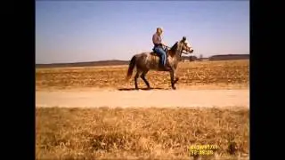 Horse for Sale