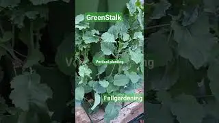 Fall garden/GreenStalk #smallgarden #verticalgardening #greenstalk #fallgardening  #leafyvegetables