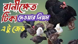 BCRDV রানীক্ষেত টিকা  দেওয়ার নিয়ম এ টু জেড।
