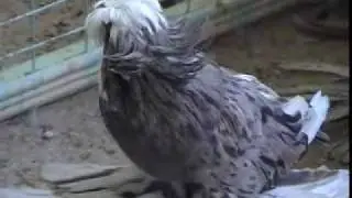 Bokhar Trumptere, breed by Zuhair And Ahamed Haji #1 .flv