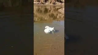 pamper flowing in River #youtube #comedyfilms #tomato #travel #ytshorts #youtubeshorts #shortyz