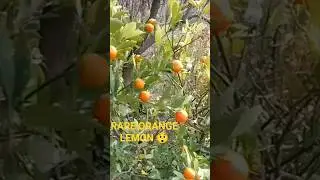 Rare Orange Colored Lemon on a Lemon Plant.#RareLemon #OrangeLemon #UnusualFruit #RareFruits