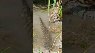 😲Big Snakehead Fish Catching  #ikan #Snakehead #handfishing