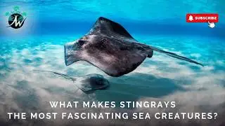 What Makes Stingrays the Most Fascinating Sea Creatures?