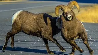 Canadian Rockies Roadside Ram Rumble