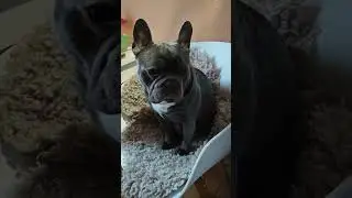 This dog sitting on a chair like a HUMAN 😂🪑 | Too funny #Shorts