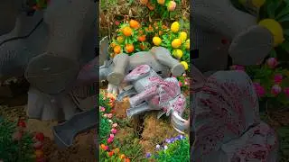GAJAH MELAHIRKAN‼️ WADIDAU PROSES POTONG SAPI‼️ #sapi #sapilucu #shorts