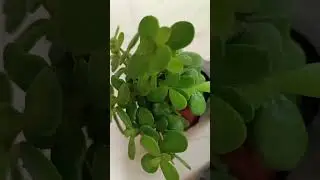 Jade plant repotting #nursery #indoor #hanging