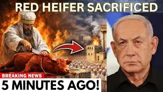 They Did It at 4:44 AM &mdash; Jerusalem's Red Heifer Sacrifice Changes Everything