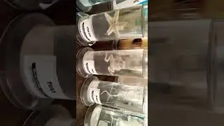 Visit to bio lab...Specimen #trendingshorts #biology