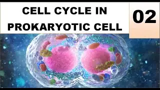 CELL CYCLE IN PROKARYOTIC CELL , PART - 2