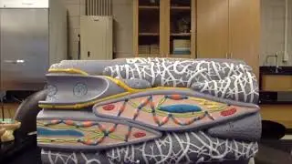 Smooth Muscle Models (Histology)