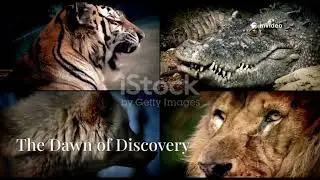 wild intelligence ranking the top 20 smartest animals on earth #smartestanimals #top20animals #top10