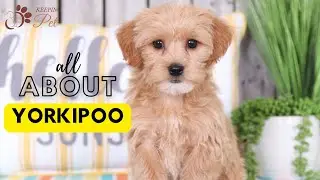 Yorkipoo: A Unique Designer Breed