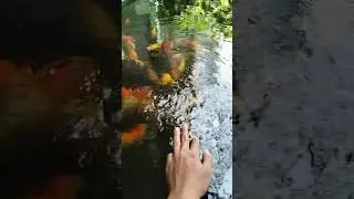 ikan dalam kolam versi asli