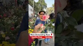 Europe&rsquo;s #1 Rose Just Arrived! 😱 Jumilia at Galiff Street Market #shorts