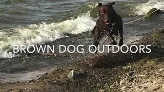 Water dog cam