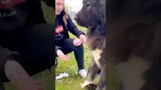 A big black dog #dog #animals #pets #bigdogs #caucasianshepherd #jozodogs