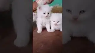 Free Kittens for Adoption ❤️❤️❤️ Contact on Instagram #adopt #free #kitten #cat #cute #adoption