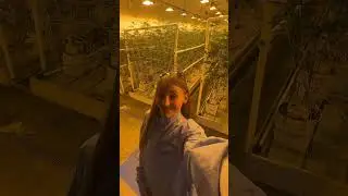 COOKIES GROW AND DISPO IN LA!