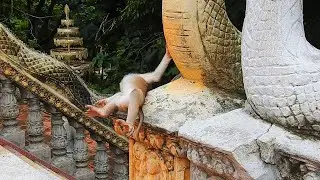 Rockstar sleeping short tailed monkey is really weird