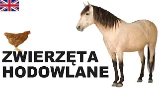 Learn Polish Vocabulary - Farm animals 1 (Zwierzęta hodowlane)