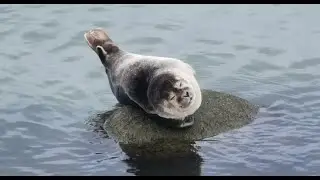 FOCZKA NA KAMIENIU, GDAŃSK (10.12.2021)