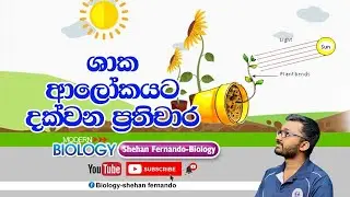 photomorphogenesis- shaka alokayata dakwana prathichara -ශාක ආලෝකයට දක්වන ප්‍රතිචාර