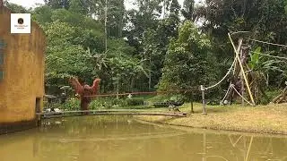 Lewis first day crossing bridge to island at Orangutan Haven with logo