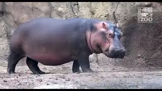 Hippo Fiona Year 7 Highlights - Cincinnati Zoo