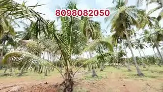 Farm land for sale in Madurai | land for sale in Madurai | low budget land for sale in Madurai