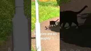 magpies terrorising cat | magpie attacking cat #shorts  #youtubeshorts