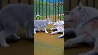 The poor  wolf  mother sacrificed herself to save her cub...#wolfgame #wolf