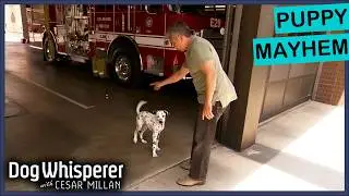 Firefighters Can’t Handle This Out-of-Control Puppy! | S3E4 Full Episode | Dog Whisperer