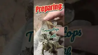 Preparing a Triceratops Tooth | Lance Creek Formation Fossil Prep #fossilhunter