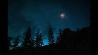 Night Time Insects