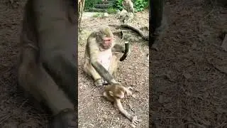 induk monyet yang kejam