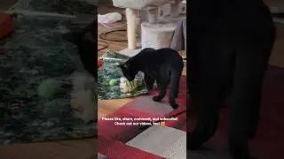 Muscular black cat looking for cat toys #asmr #cats #cattoys #bigcat #blackcat #muscular #catlovers