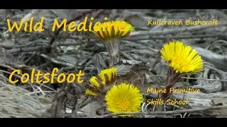 Wild Medicines, Coltsfoot  Special Guest Maine Primitive Skills School