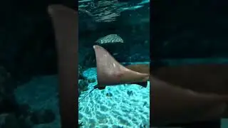 FISH_1_STINGRAY UNDERWATER #shorts #stingray | AYODHYA PRODUCTIONS