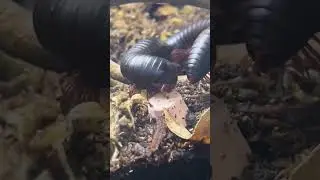 Dinner time #millipede#love #shortvideo #shorts #fyp #foryou #follow#bug#subscribe#short #music#rock