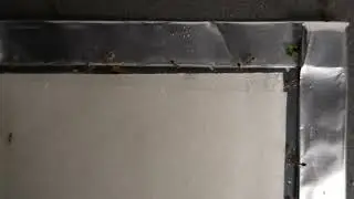 Timelapse - Ant Bait (Borax + Sugar) Day 01
