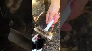 Calico cat coat care for outdoor cats #aumuca #cat #catlover #aumucapetbrush #calico #cats #funny