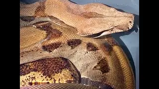 BIG MOTLEY BOA GETS BATH!!! NEW ADDITION!!!