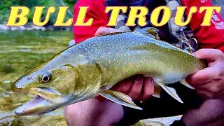IDAHO BULL TROUT | Fly Fishing in a Small High Mountain Stream for Idaho&rsquo;s Char